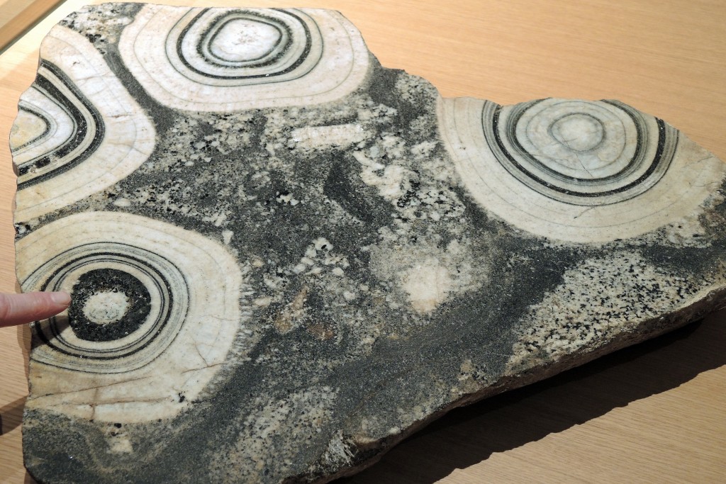 Diorite orbiculaire - Muséum d'Histoire Naturelle de Nantes