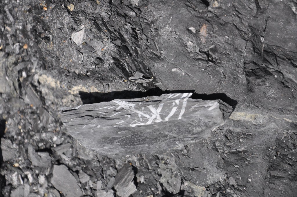 Graptolites dans les schistes de Postlonnec - Crozon (29)